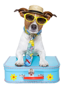 a dog with a suitcase 